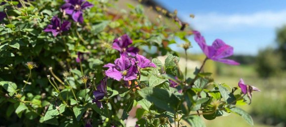 3 rooms Bungalow in Kukmirn, Austria No. 194591 9
