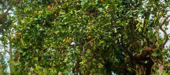 680277m² Hotel in Pointe Michel, Dominica No. 19 7