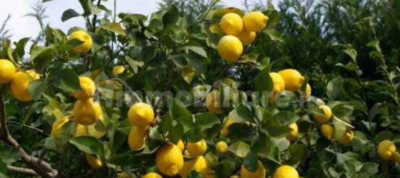 280m² Garage in Pietra Ligure, Italy No. 272736 12