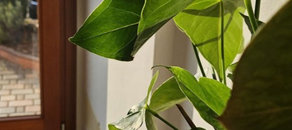 2 rooms Apartment in Maserada sul Piave, Italy No. 190960 2