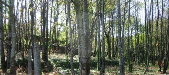 4087m² Land in Santo Tirso, Portugal No. 51918 6