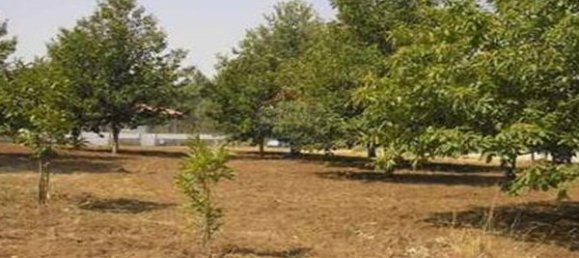 Grundstück in Viseu, Portugal 2596m², Nr. 46666 5