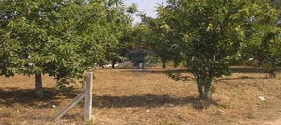 Grundstück in Viseu, Portugal 2596m², Nr. 46666 2