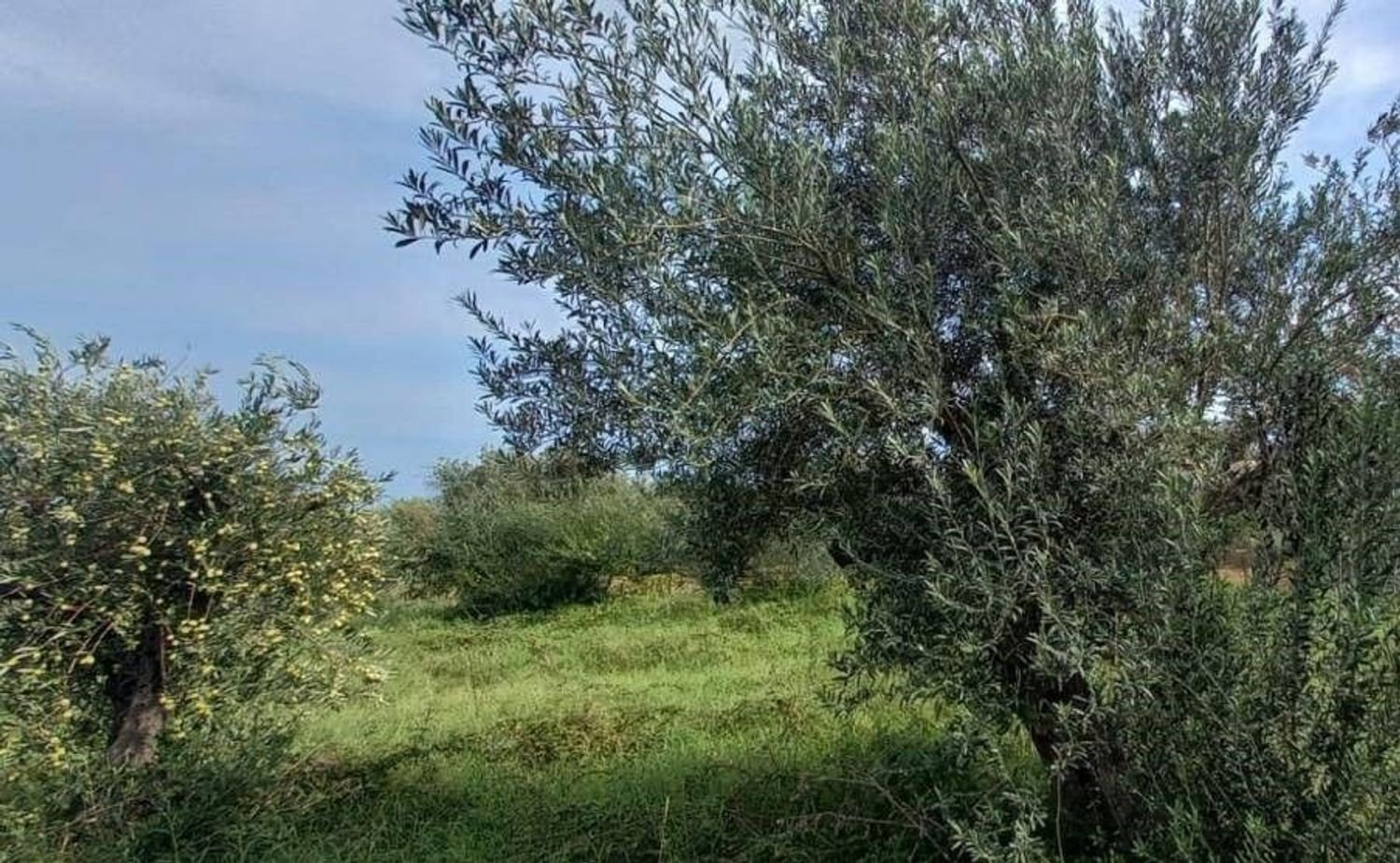 2660m² Land in Messina, Italy No. 278052