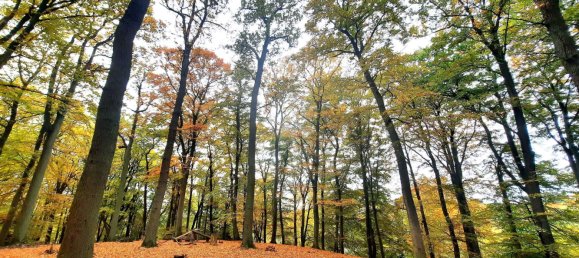 1 Schlafzimmer Penthouse in Ostholstein, Germany, Nr. 17663 17