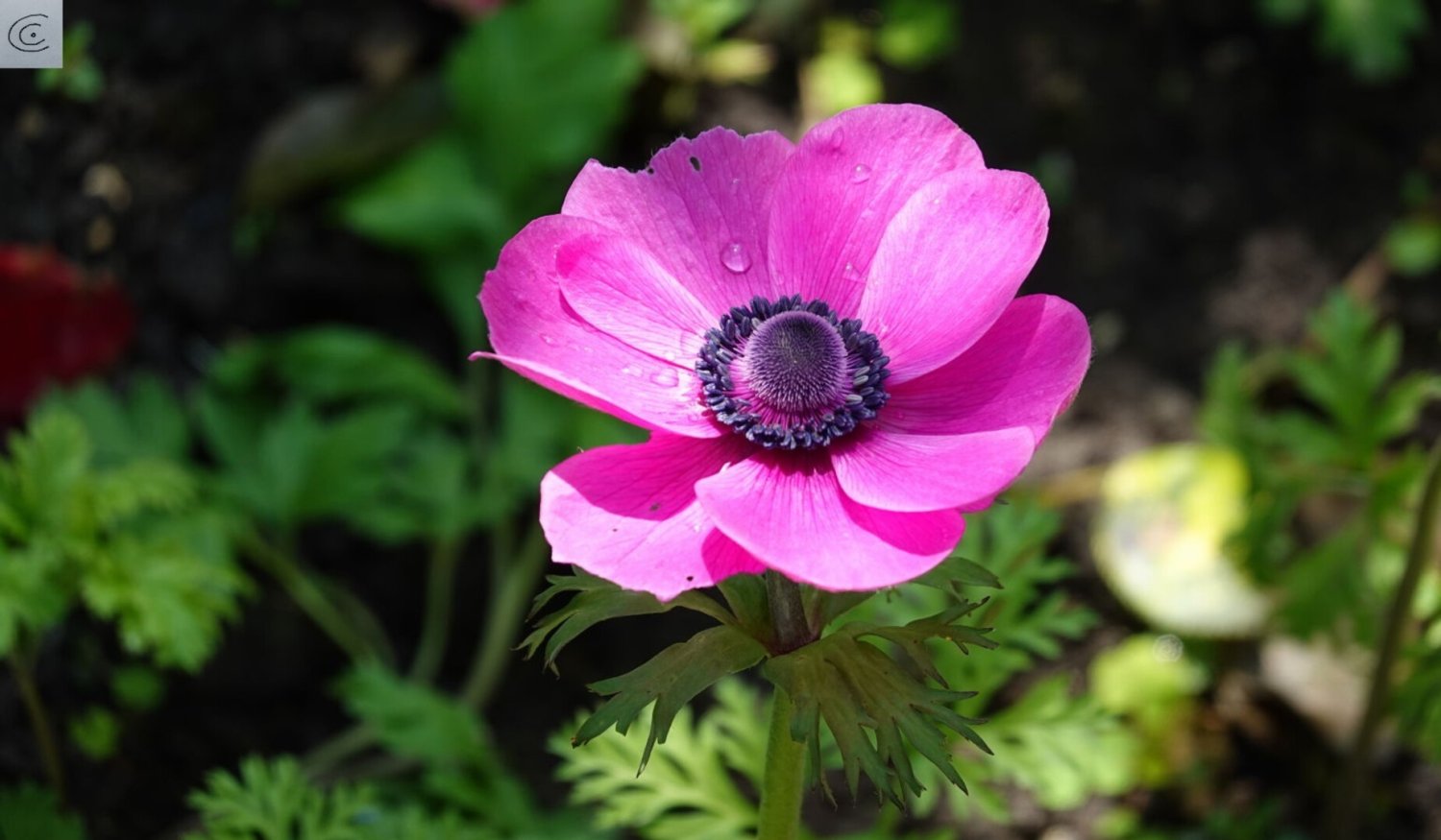  Land in Lustenau, Austria No. 245920