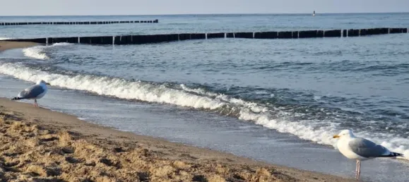 2 غرف نوم شقة في Rostock, Germany رقم 207080 13