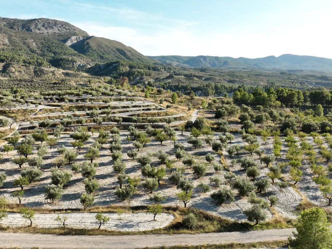  قطعة أرض في Montroy, Spain 17000متر مربع رقم 202183