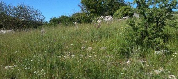 247160m² Land in Gioia del Colle, Italy No. 373229 7