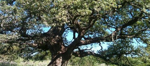 247160m² Land in Gioia del Colle, Italy No. 373229 3