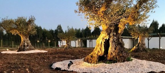 9 bedrooms Hotel in Sao Teotonio, Portugal No. 50062 23