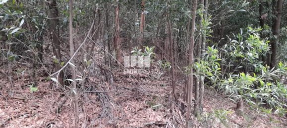 20000m² Land in Penafiel, Portugal No. 56163 2