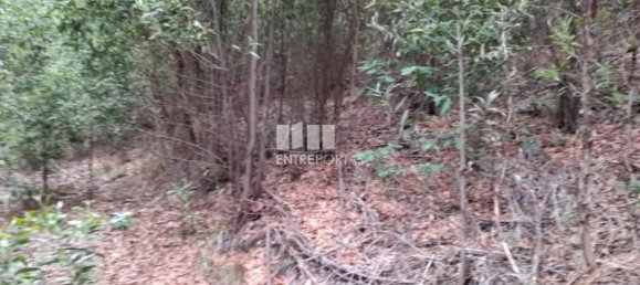 20000m² Land in Penafiel, Portugal No. 56163 4