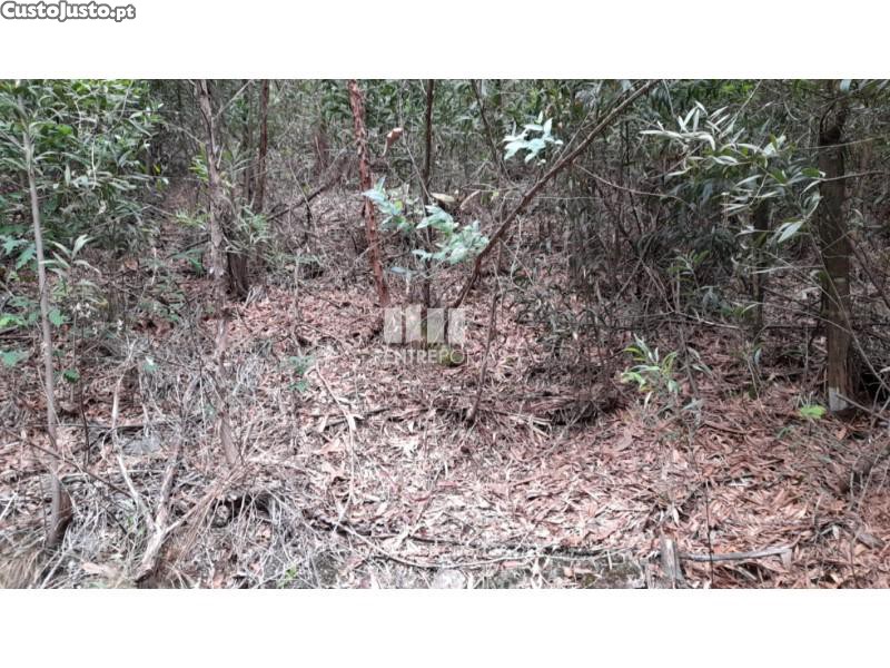 20000m² Land in Penafiel, Portugal No. 56163