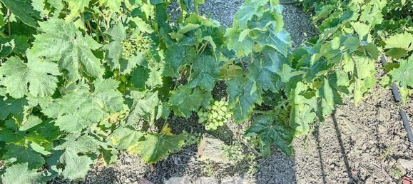 1 bedroom House in Benamargosa, Spain No. 36887 37