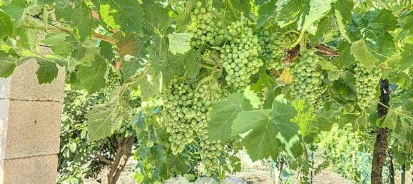 1 bedroom House in Benamargosa, Spain No. 36887 50