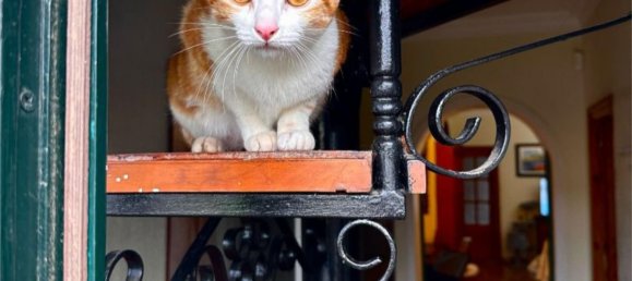 5 Schlafzimmer Haus in Ayamonte, Spain, Nr. 164828 11