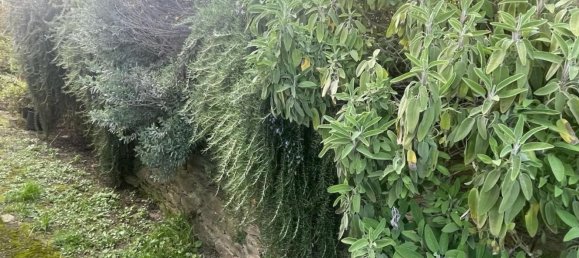 3-salle Maison à Montignoso, Italy No. 149856 5