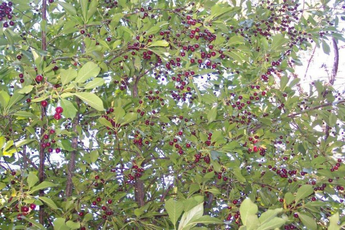  Land in Pilar, Argentina No. 44748