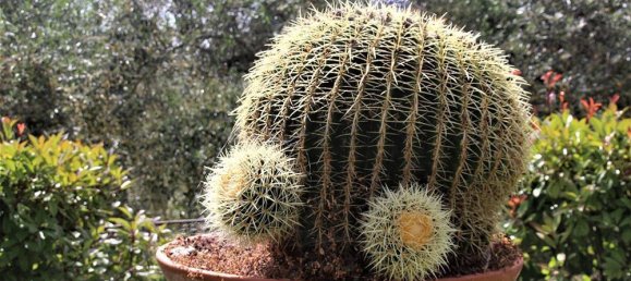 Вилла с 9 спальнями в Кампороссо, Италия № 230203 36