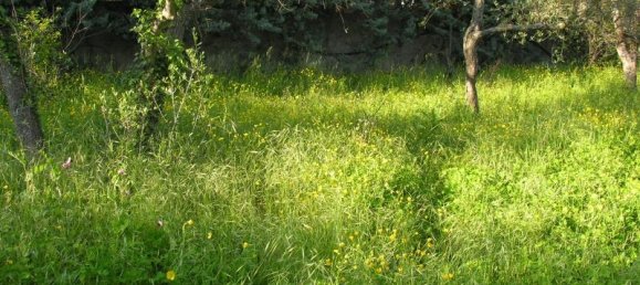 1-Zimmer Grundstück in Villa Faraldi, Italy, Nr. 232004 2