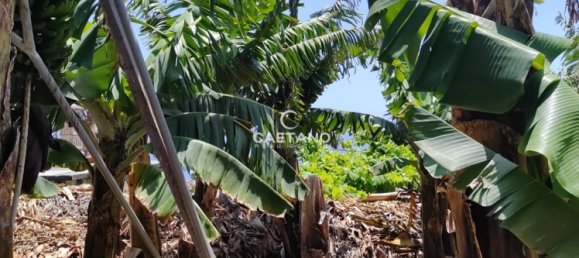 Land in Funchal, Portugal No. 145853 6