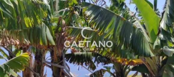 Land in Funchal, Portugal No. 145853 8