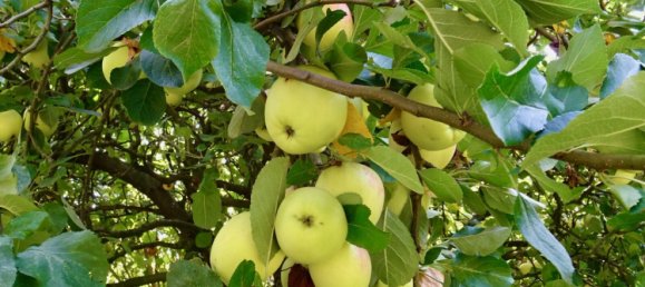 Дом с 3 спальнями в Шлезвиг-Гольштейн, Германия № 56197 10