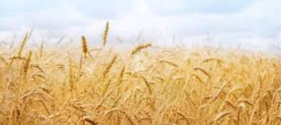 Terrain à Modena, Italy 1100m² No. 203851 5