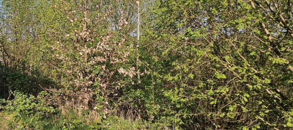 Земельный участок в Майн-Кинциг, Германия № 306474 14