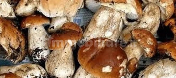 5 bedrooms House in Capannori, Italy No. 330069 19