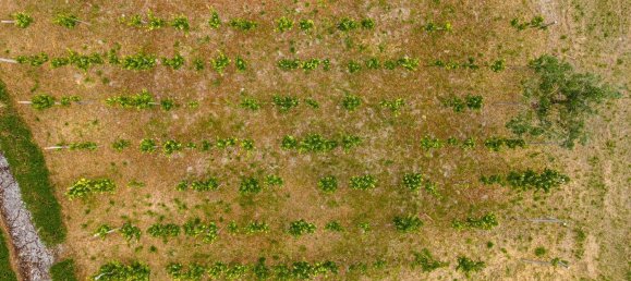 4 غرف نوم منزل في Canas de Senhorim, Portugal رقم 180211 10