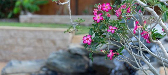 3 bedrooms House in Redlynch, Australia No. 98 20