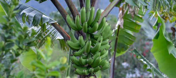 3 bedrooms House in Redlynch, Australia No. 98 15