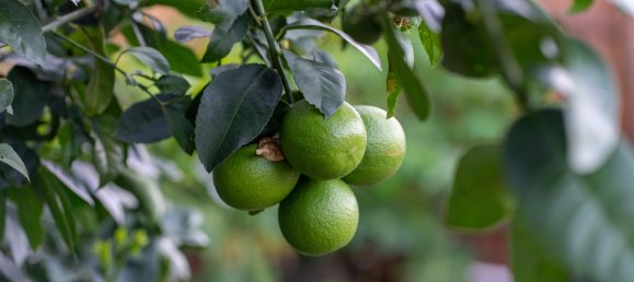 3 bedrooms House in Redlynch, Australia No. 98 17