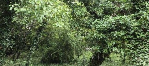 Grundstück in Willendorf, Austria, Nr. 105963 3