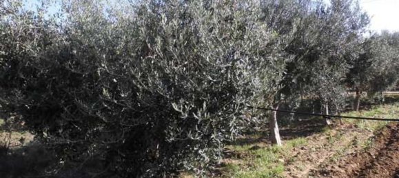 Terreno em Agrigento, Italy 1868 m² N.º 178096 5