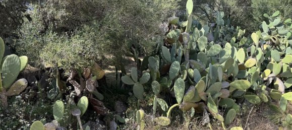 5 bedrooms House in Sant Llorenc Des Cardassar, Spain No. 162539 32