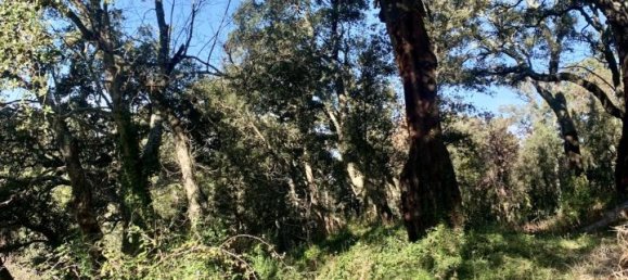 5غرفة فيلا في Calangianus, Italy رقم 232273 32