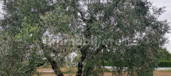 Grundstück in Luni, Italy 1642m², Nr. 370909 9