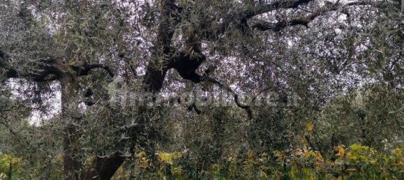 Grundstück in Luni, Italy 1642m², Nr. 370909 8