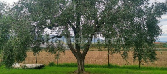 Grundstück in Luni, Italy 1642m², Nr. 370909 6