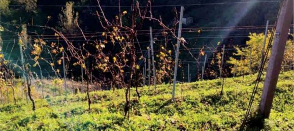 6-salle Maison à Refrontolo, Italy No. 288623 19