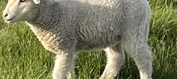 Land in Hauteville, France No. 76458 2