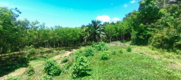 Коммерческая недвижимость 14400м² в Паклок, Таиланд № 12584 7