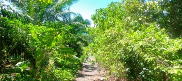 Коммерческая недвижимость 14400м² в Паклок, Таиланд № 12584 14