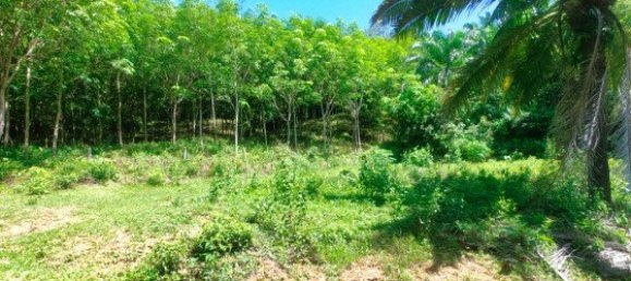 Коммерческая недвижимость 14400м² в Паклок, Таиланд № 12584 9