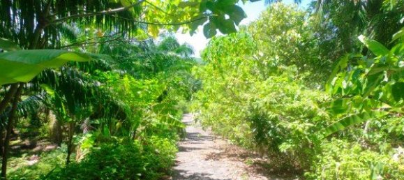 Коммерческая недвижимость 14400м² в Паклок, Таиланд № 12584 17