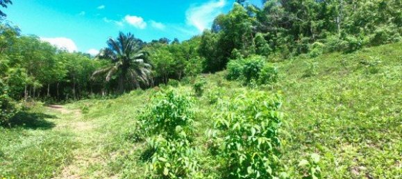 Коммерческая недвижимость 14400м² в Паклок, Таиланд № 12584 5