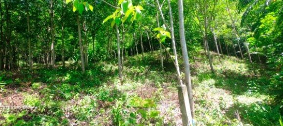 Коммерческая недвижимость 14400м² в Паклок, Таиланд № 12584 11